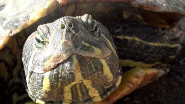 Tortuga de agua dulce tomando el sol — Vídeo de stock