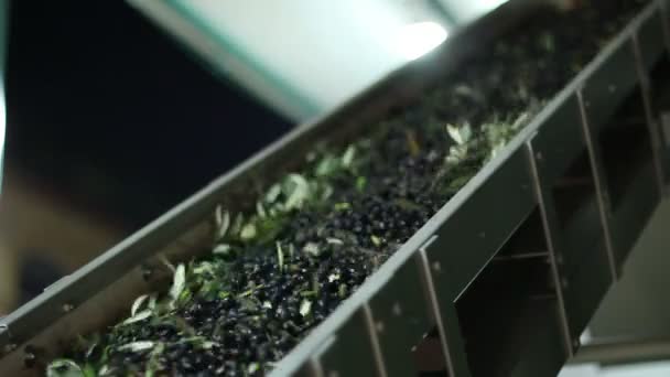 Conveyor belt constantly feeding olives — Stock Video