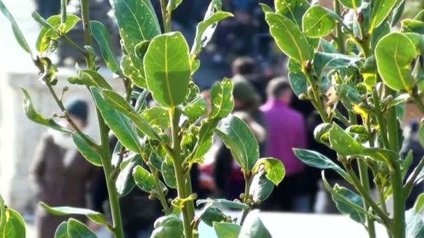 Menschen gehen in der Nähe des Kolosseums mit Pferdekutsche — Stockvideo