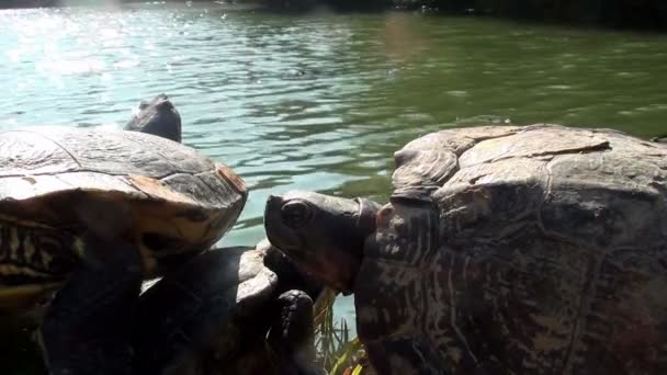 Freshwater turtles basking in the sun — Stock Video