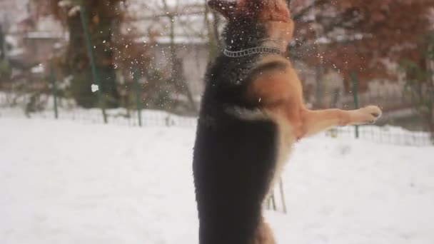 Alemán Shepard Perro jugando con nieve — Vídeo de stock