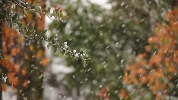 Árvores durante uma tempestade de neve — Vídeo de Stock