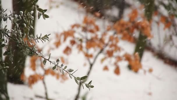 Träden under en snöstorm — Stockvideo