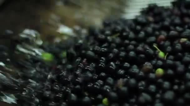 Procédé de production olive extra vierge 