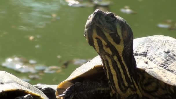 Tortugas de agua dulce tomando el sol — Vídeo de stock