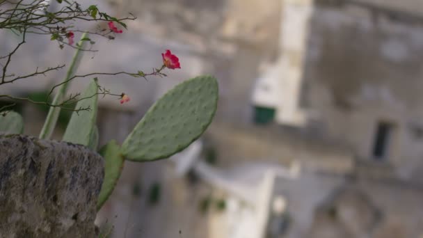 Kaktus planter ændring af fokus: Matera, Italien – Stock-video