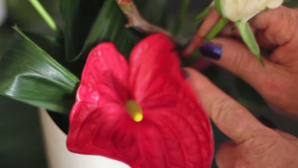 Manos preparando florero de flores rojas — Vídeos de Stock