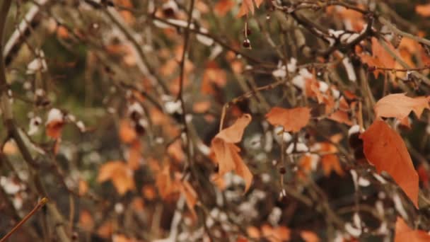 Trockenes Herbstlaub — Stockvideo