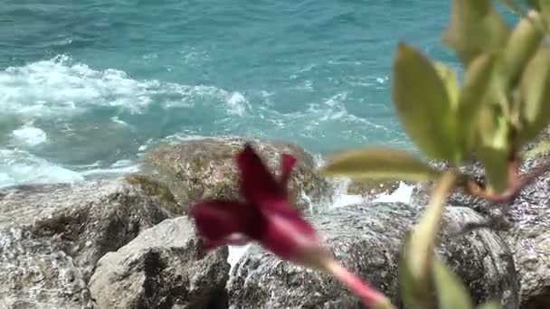 Fleur rose dans le vent sur les rochers — Video