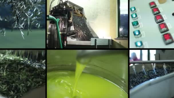 生産エキストラバージン オリーブのプロセス — ストック動画