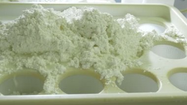üreten fabrika mozzarella 
