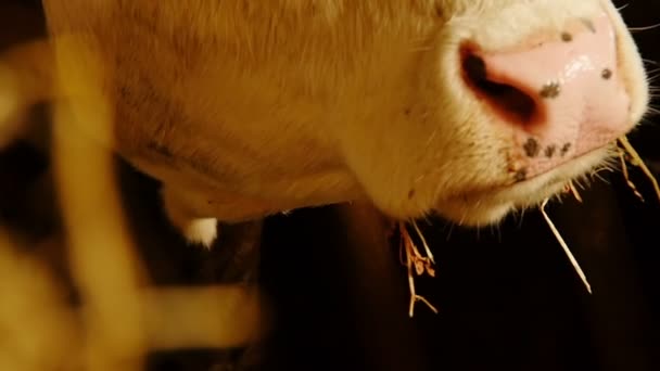 Vache mangeant du foin — Video