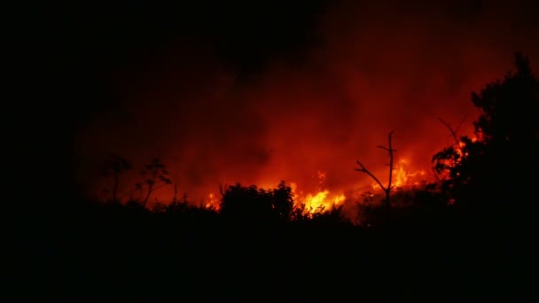 Bushfire spalania pomarańczowy i czerwony — Wideo stockowe