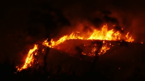 Un feu de brousse brûlant orange et rouge — Video