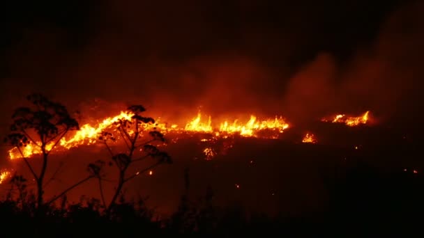 Ein Buschfeuer, das orange und rot brennt — Stockvideo