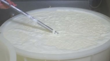 üreten fabrika mozzarella 