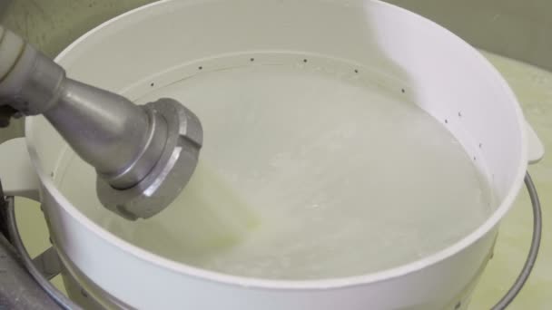 Production process of Italian mozzarella — Stock Video