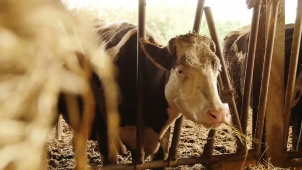 Cow eating hay — Stock Video