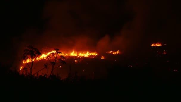 Ein Buschfeuer, das orange und rot brennt — Stockvideo