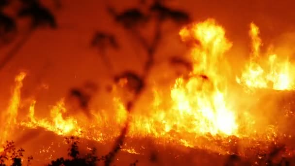 Bushfire hořící oranžové a červené — Stock video