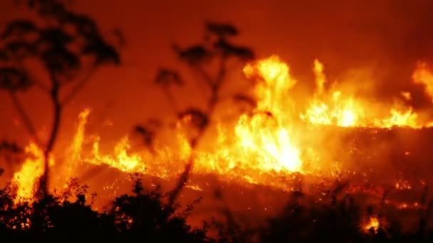 Ein Buschfeuer, das orange und rot brennt — Stockvideo