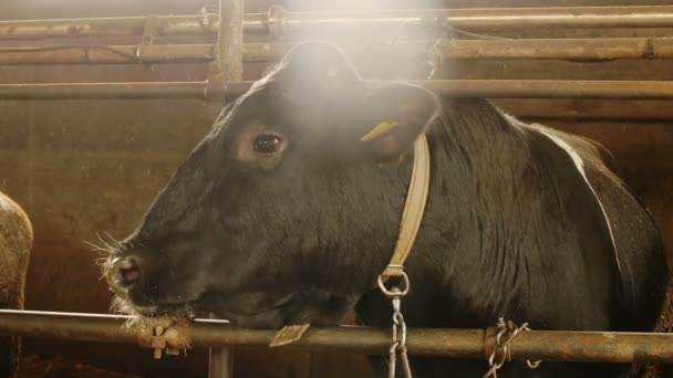 Корова всередині сараю — стокове відео