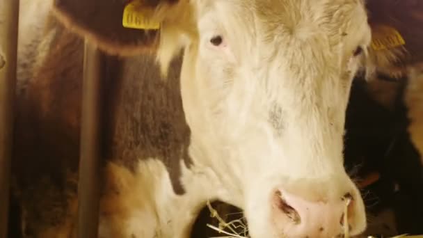 Vache mangeant du foin — Video