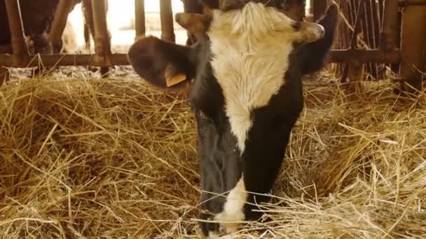 Cow eating hay — Stock Video