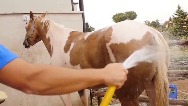 Fantino lavare cavallo da tubo vicino stalla — Video Stock