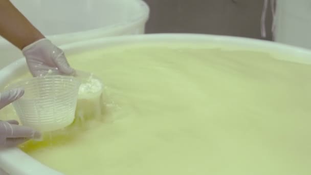 Production process of Italian mozzarella — Stock Video