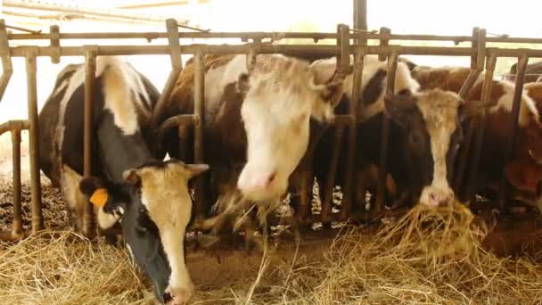 Cows eating hay — Stock Video