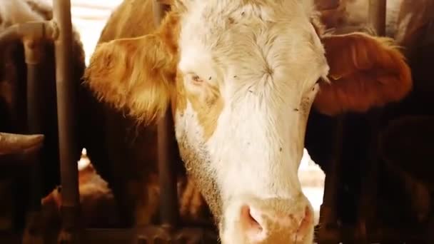 Vacas comiendo heno — Vídeo de stock