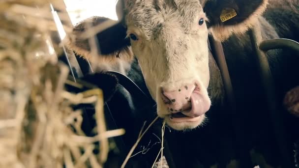 Корова ест сено — стоковое видео