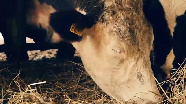 Vaca comer heno — Vídeo de stock