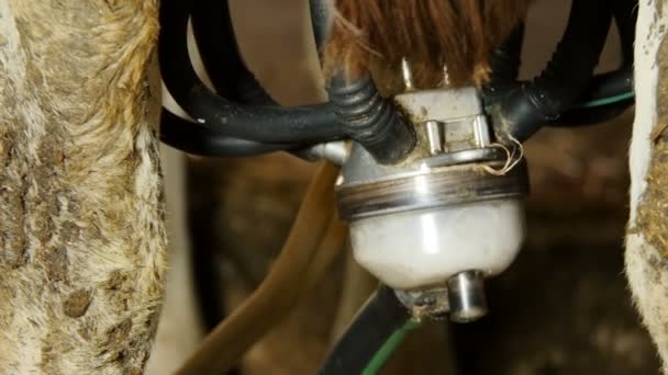 Αγελάδες με μηχανή αρμέγματος αγρόκτημα: αγρότης, τυρί, γάλα — Αρχείο Βίντεο
