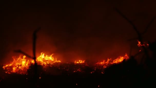 Bir orman yangını yanan turuncu ve kırmızı — Stok video
