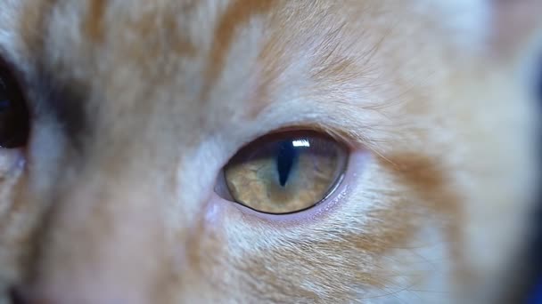Очі червоної кішки ( крупним планом ) — стокове відео