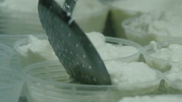 Production process of Italian mozzarella — Stock Video