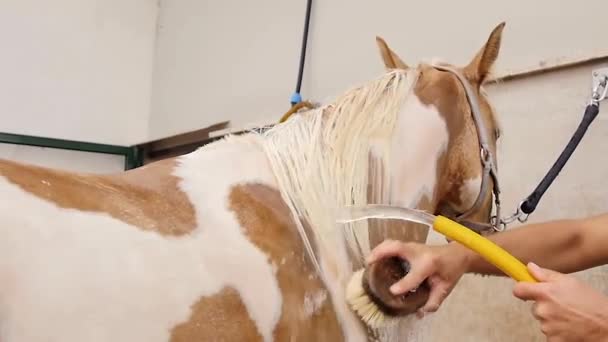 Jockey lavagem cavalo de mangueira perto estável — Vídeo de Stock