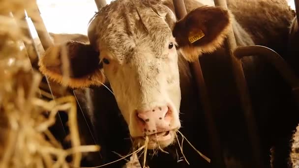 Cow eating hay — Stock Video