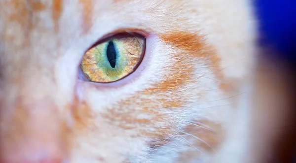 Vacker katt öga Stockbild