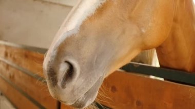 bir at içinde istikrarlı bir yakın çekim portre