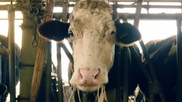 Kráva žere seno — Stock video