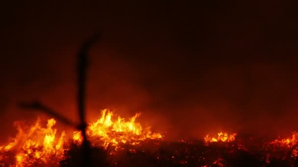 Un feu de brousse brûlant orange et rouge — Video