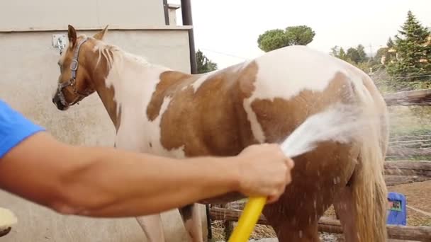 Jockey tvätta hästen från slangen nära stallet — Stockvideo