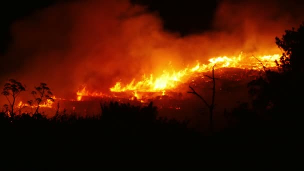 Bir orman yangını yanan turuncu ve kırmızı — Stok video