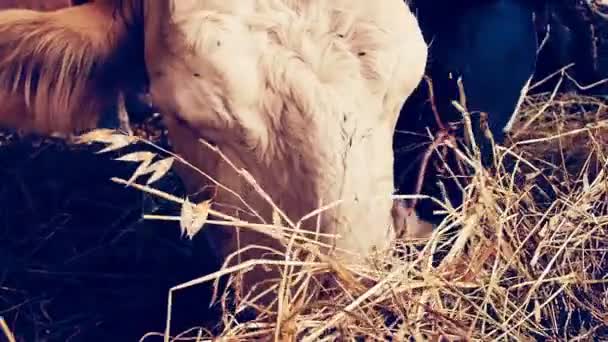 Vacas comendo feno — Vídeo de Stock