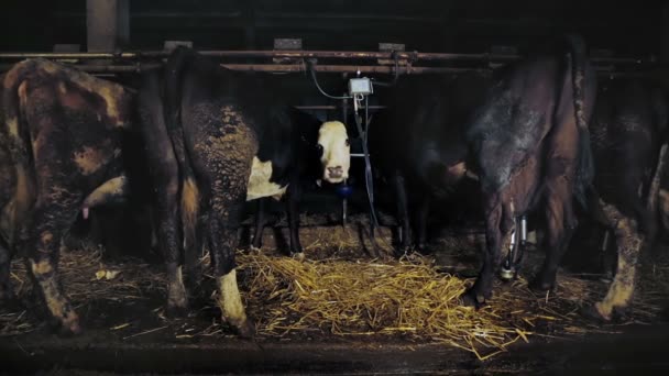 Koeien in melkmachine op boerderij: boer, kaas, melk — Stockvideo