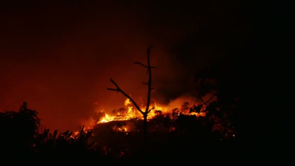 Bushfire égő narancssárga és piros — Stock videók