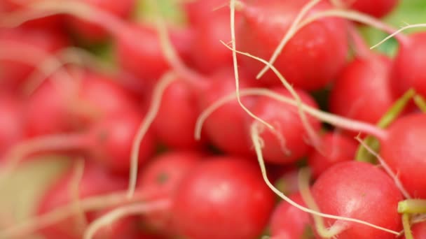 Radishes on the market stall — Stock Video